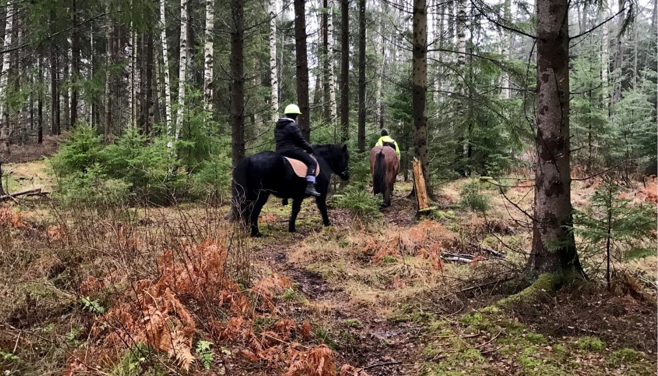 Horseback riding in Skåne – Top Trails & Tips