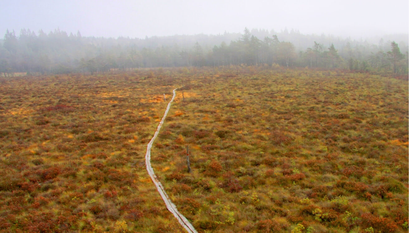 Guided walks in Bjärehalvön – Discover Nature's Beauty